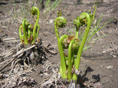 fiddleheads emerge along the banks of Winooski River